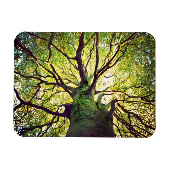 Ímã Hugging em Árvore (Horizontal)