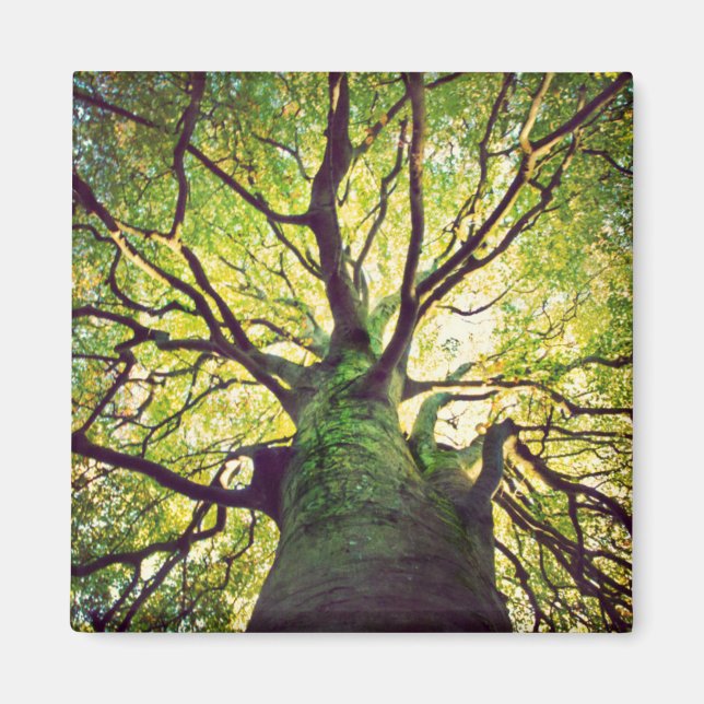 Imã Hugging em Árvore (Frente)