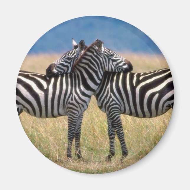 Imã Hugging Zebras Magnet (Frente)