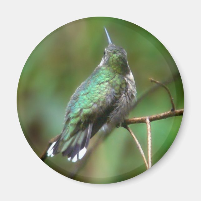 Imã Humm, descansando (Frente)