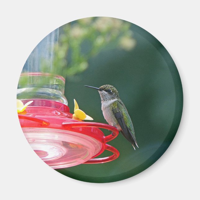 Imã Hummingbird (Frente)