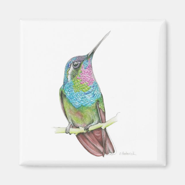Imã Hummingbird (Frente)