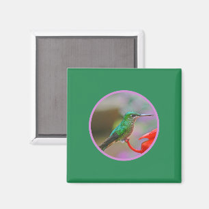 IMÃ HUMMINGBIRD