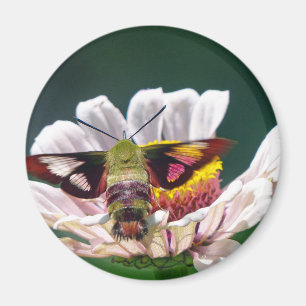 Imã Hummingbird