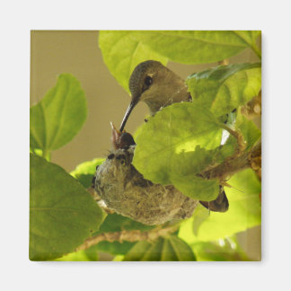 Imã Hummingbird