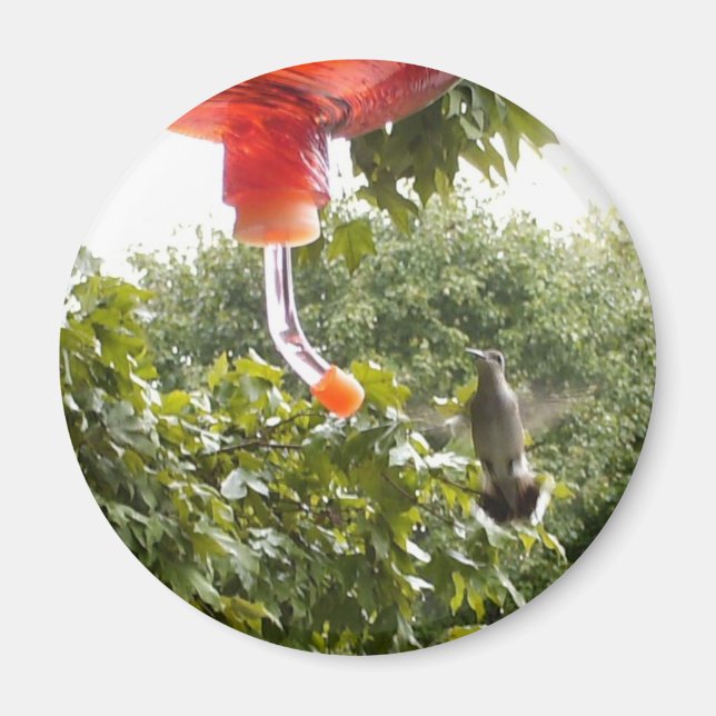 Imã Hummingbird 2, Magnet (Frente)
