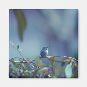 Imã Hummingbird 5738