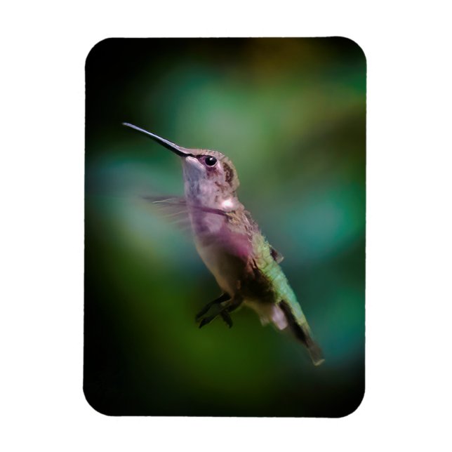 Ímã Hummingbird com garganta de rubi - Fotografia orig (Vertical)