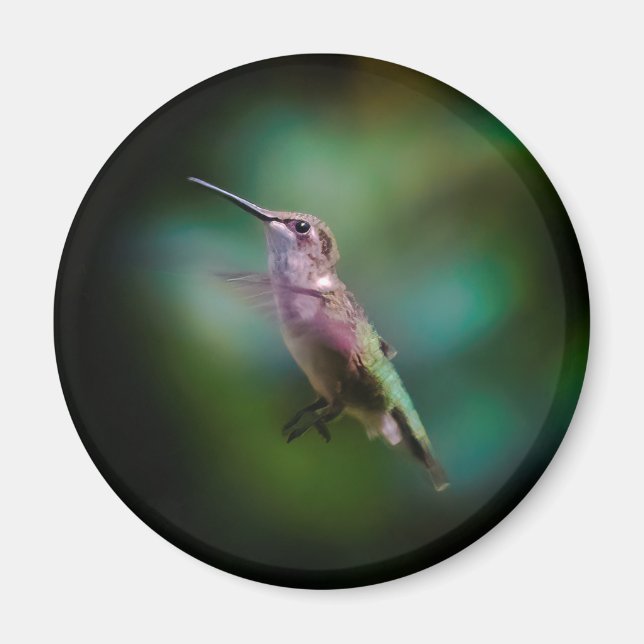 Imã Hummingbird com garganta de rubi - Fotografia orig (Frente)