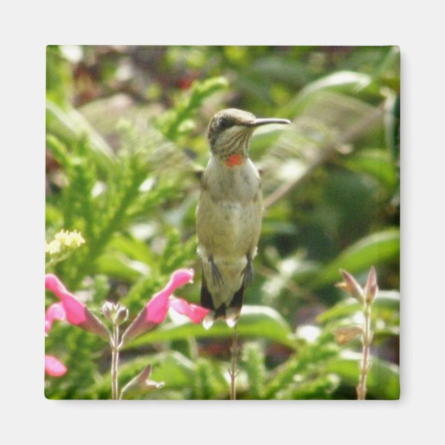 Imã Hummingbird e Maraschino (Frente)