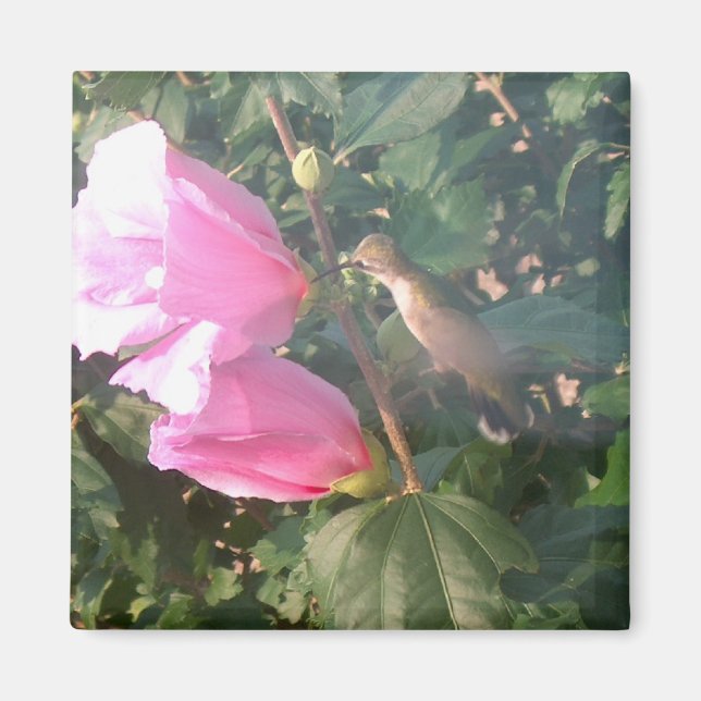 Imã Hummingbird e Rosa do Sharon Magnet (Frente)