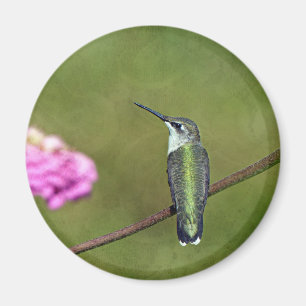 Imã Hummingbird e Zinnia