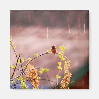 Imã Hummingbird em Chá de chuva