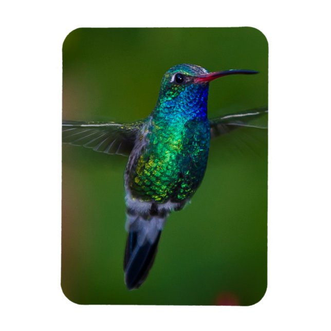 Ímã Hummingbird flutuante (Vertical)