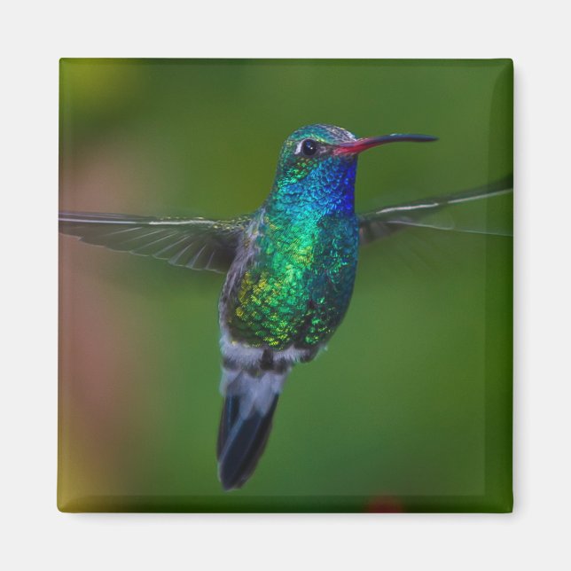 Imã Hummingbird flutuante (Frente)
