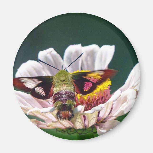 Imã Hummingbird Moth (Frente)