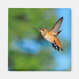 Imã Hummingbird no ímã de voo
