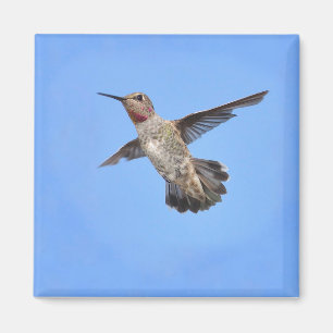 Imã Hummingbird no ímã de voo