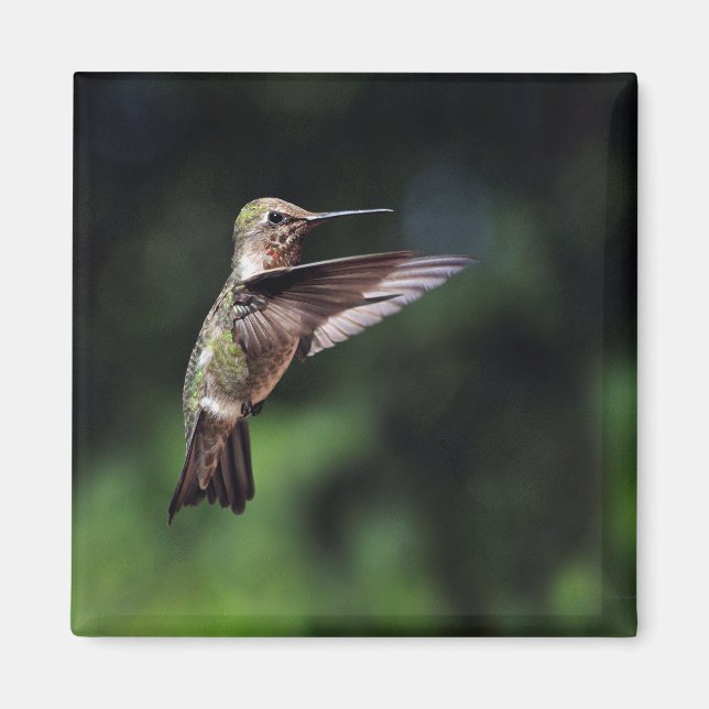 Imã Hummingbird no ímã de voo (Frente)