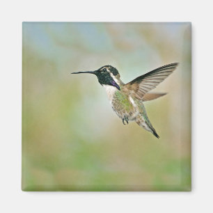 Imã Hummingbird no ímã de voo