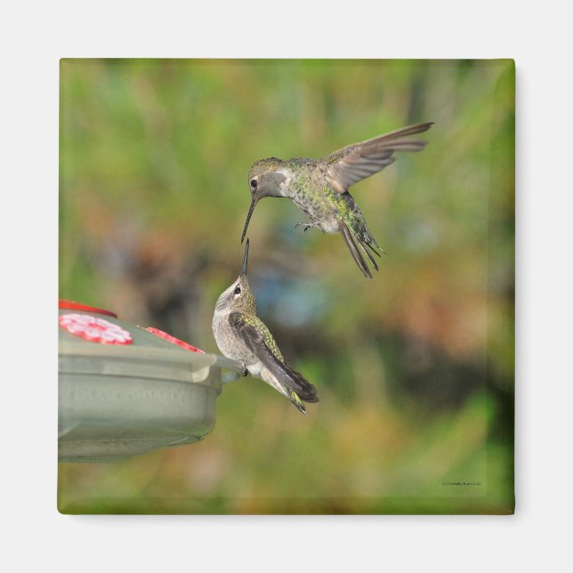 Imã Hummingbird no ímã de voo (Frente)