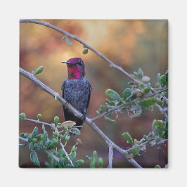 Imã Hummingbird no pôr do sol