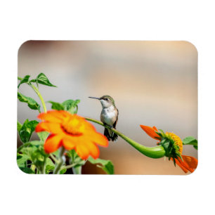 Ímã Hummingbird numa floração