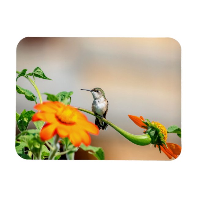 Ímã Hummingbird numa floração (Horizontal)