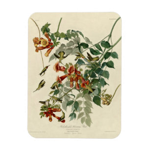 Ímã Hummingbird Ruby Throbon Audubon