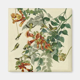 Imã Hummingbird Trocado por Ruby Audubon