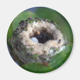 Imã Hummingbirds Nest and Egg Photo