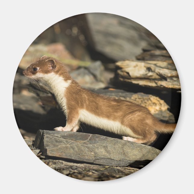 Imã Hunting Weasel (Frente)
