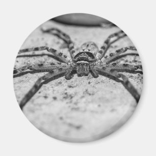 Imã Huntsman Spider