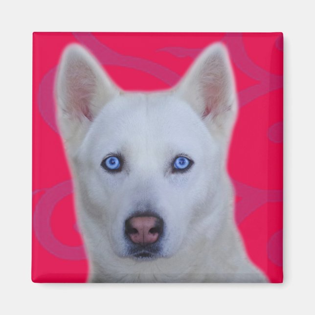 Imã Husky Siberiano Branco (Frente)