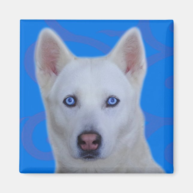 Imã Husky Siberiano Branco (Frente)