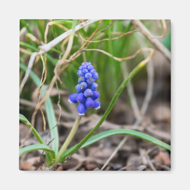 Imã Hyacinth de forma de solitário (Frente)