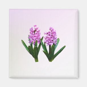 Imã Hyacinth Duo rosa