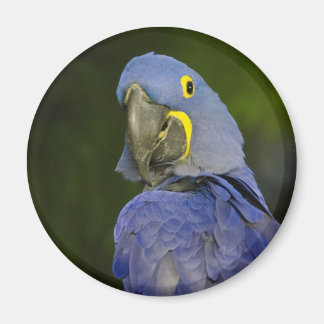Imã Hyacinth Macaw