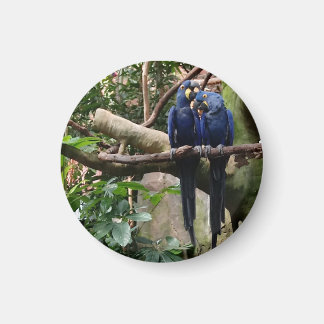 Imã Hyacinth Macaw Magnet