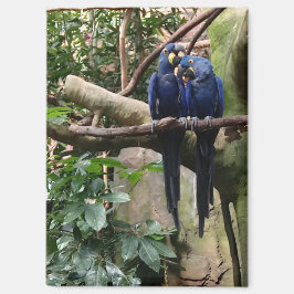 Imã Hyacinth Macaw Magnet