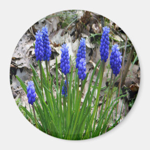 Imã Hyacinths de Uva...