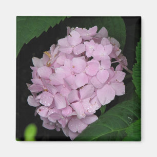 Imã Hydrangea
