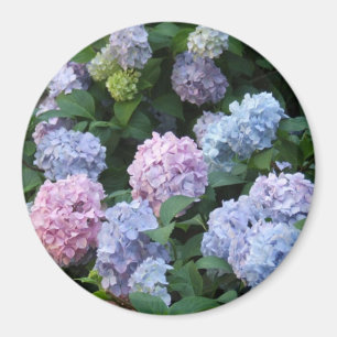 Imã Hydrangea azul e roxo