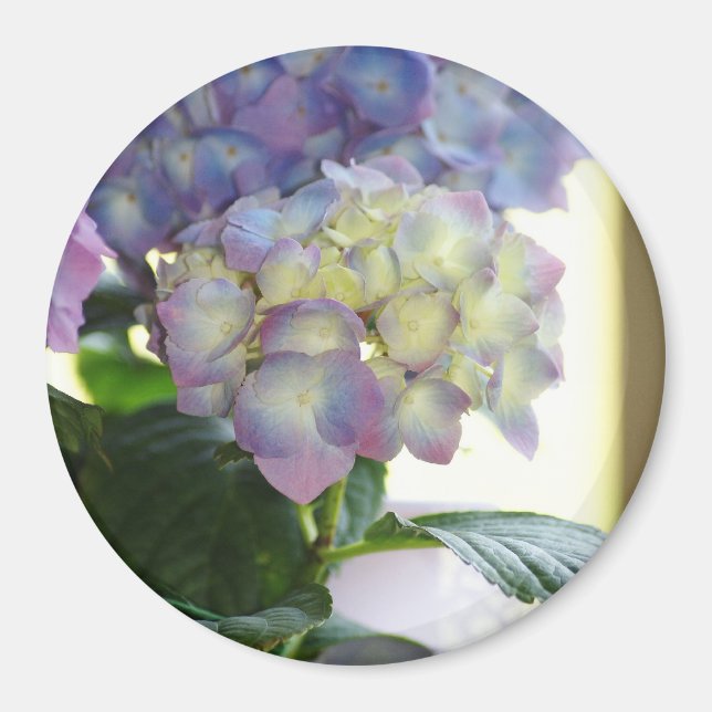Imã Hydrangea Blooms (Frente)