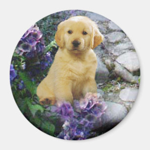 Imã Hydrangea do ímã do golden retriever