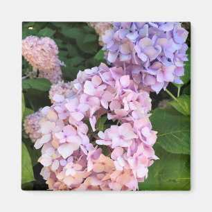 Imã Hydrangeas