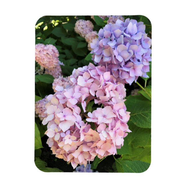 Ímã Hydrangeas (Vertical)