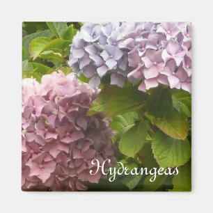 Imã Hydrangeas românticos