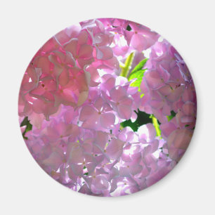 Imã Hydrangeas Rosa Radiantes