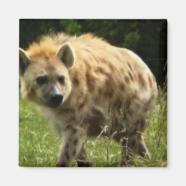 Imã Hyena Square Magnet (Frente)